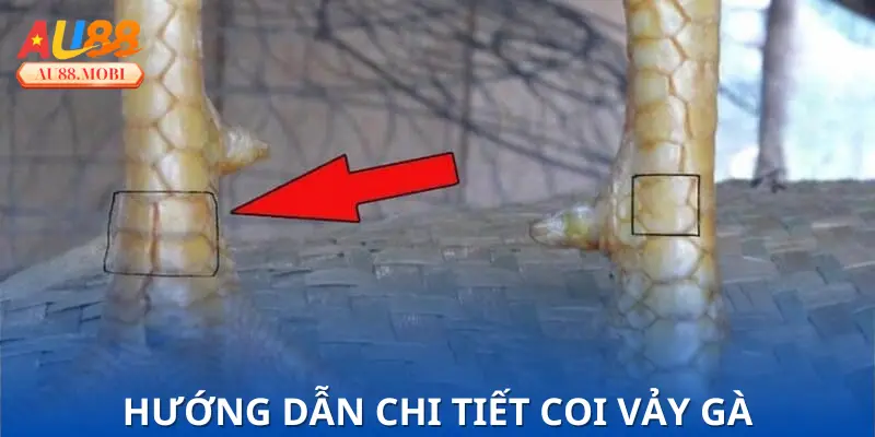 Coi vảy gà kết hợp tướng mạo