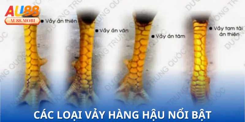 Phân loại nhóm vảy gà quý hiếm