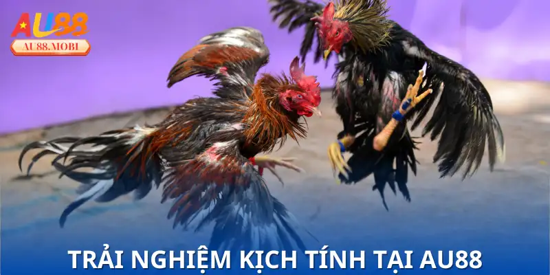 Giới thiệu chi tiết Đá Gà Cựa Dao SV388