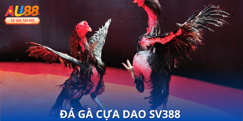 Đá Gà Cựa Dao SV388