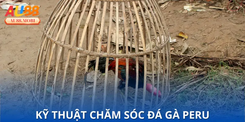 Cách phân biệt gà Peru thuần chủng