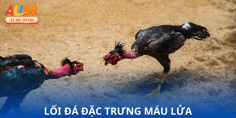 Bí quyết nuôi dưỡng chiến kê hiệu quả