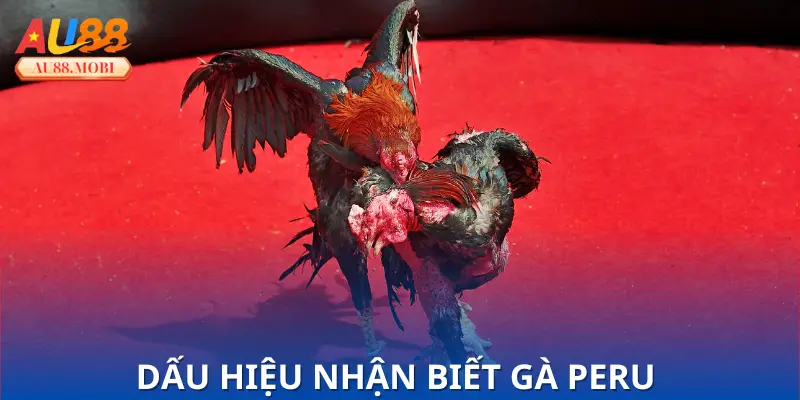 Đặc điểm nổi bật của giống gà chiến Peru