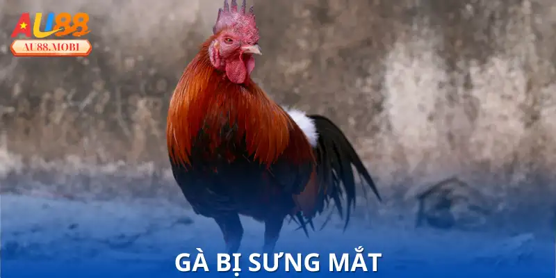 Gà Bị Sưng Mắt