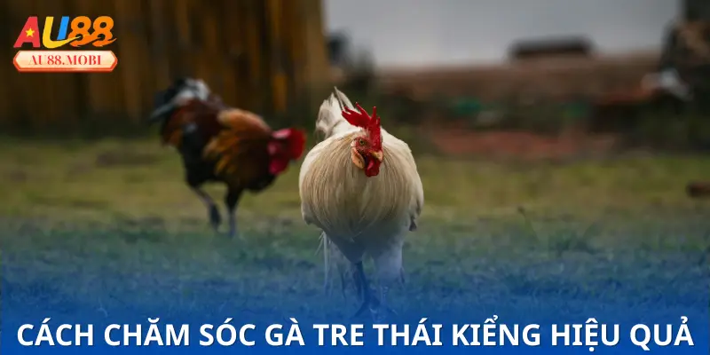 Kinh nghiệm nuôi dưỡng và chăm sóc gà