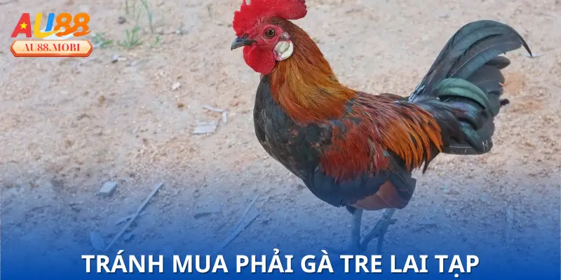 Hướng dẫn chọn mua Gà Tre Thái Kiểng chuẩn