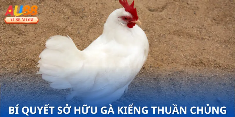 Cảnh báo rủi ro khi mua gà không rõ nguồn