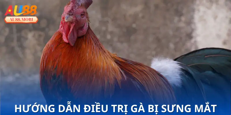 Phác đồ điều trị Gà Bị Sưng Mắt