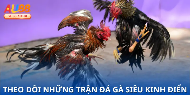 Trải nghiệm xem đá gà trực tuyến đỉnh cao