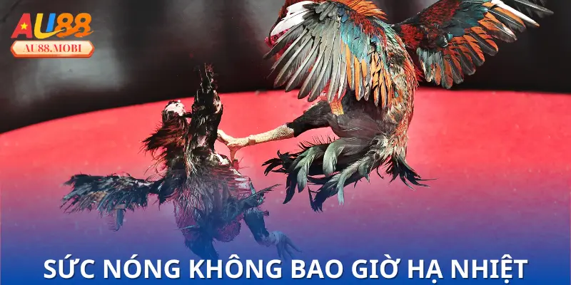 Lý do tạo nên sức hút từ Những Trận Đá Gà Siêu Kinh Điển