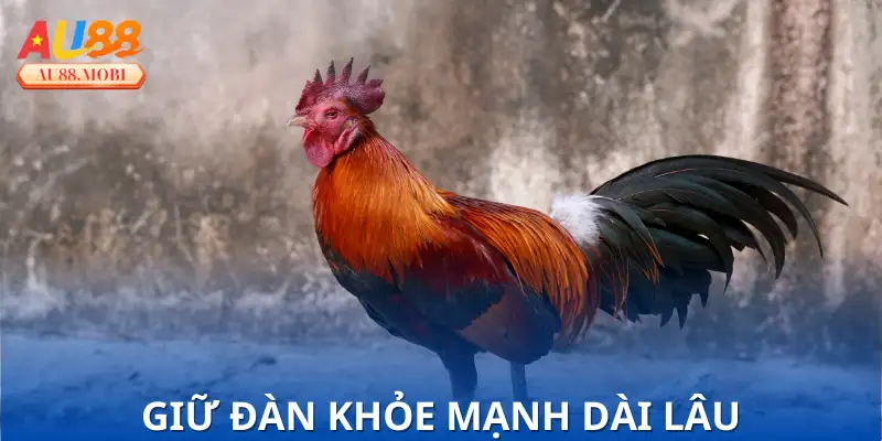 Nguyên nhân khiến gà bị sưng mắt dễ tái phát