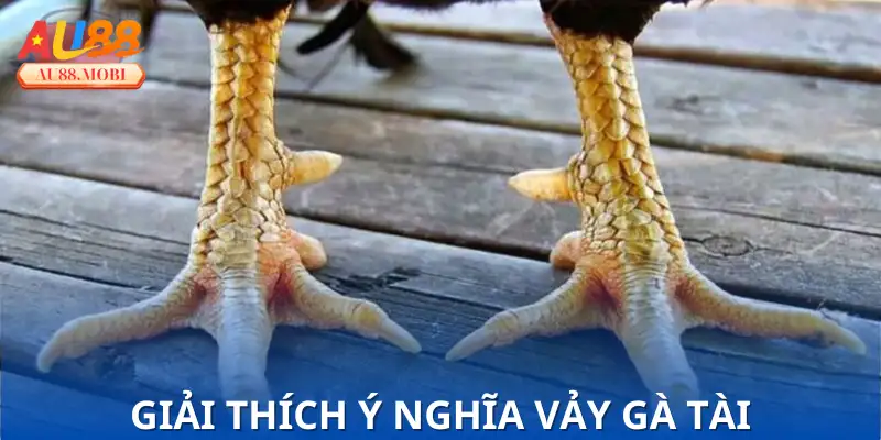 Bảo chứng cho chiến kê xuất sắc