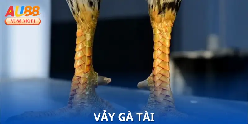Vảy Gà Tài