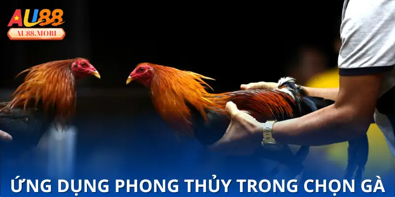 Ý nghĩa sâu sắc của Vảy Gà Tài